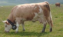Simmental cattle httpsuploadwikimediaorgwikipediacommonsthu