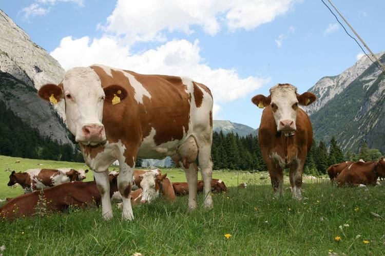 Simmental cattle 15 Things You Should Know About Simmental Cattle THATSFARMINGCOM
