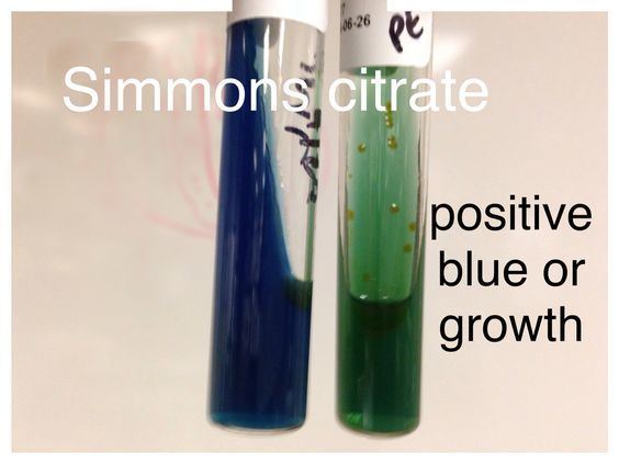 Simmons' citrate agar Simmons Citrate Agar test positive is blue or green with growth