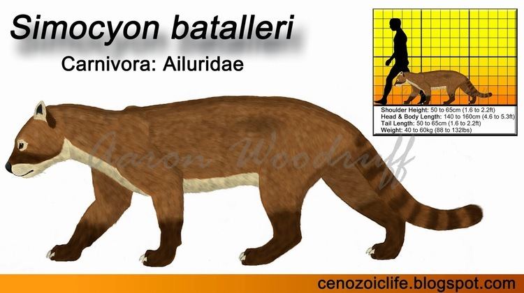 Simocyon Life in the Cenozoic Era Bataller39s Panda Simocyon batalleri