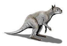 Simosthenurus httpsuploadwikimediaorgwikipediacommonsthu