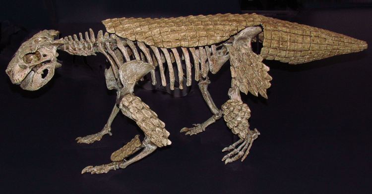 Simosuchus Simosuchus Wikiwand