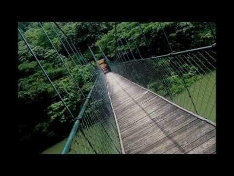 Simple suspension bridge Root Bridges A simple suspension bridge YouTube