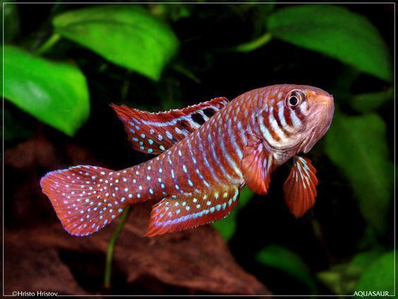 Simpsonichthys Simpsonichthys santanae male Killie fish I was one of ten or