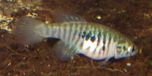 Simpsonichthys santanae httpsuploadwikimediaorgwikipediacommonsthu