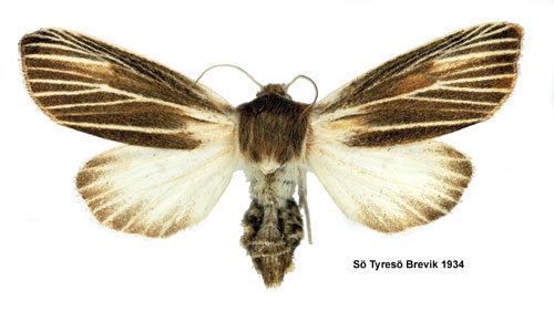 Simyra albovenosa Simyra albovenosa Insecta Lepidoptera Noctuidae