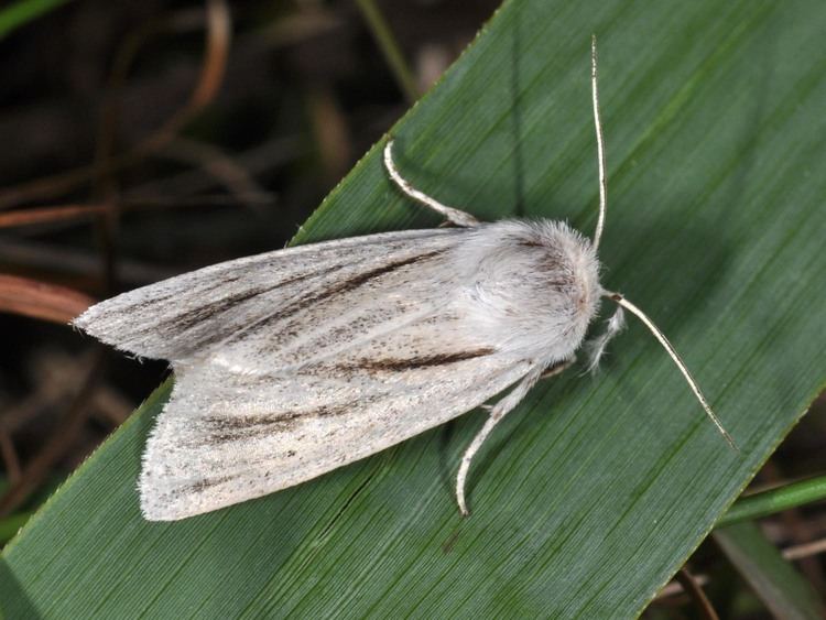 Simyra (moth) wwwlepinetfrespecesphotosgrandesALBOVENOSA2
