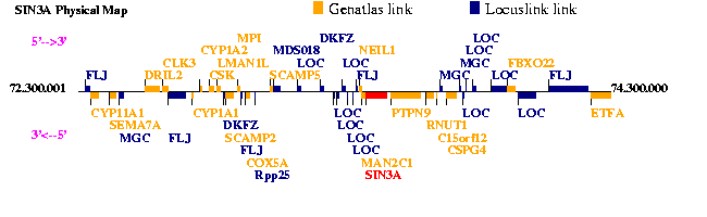 SIN3A Genatlas sheet