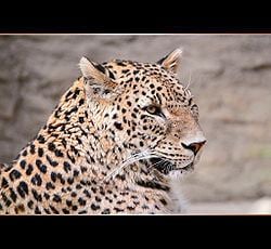 Sinai leopard creationwikiorgpoolimagesthumbaaeLeopardjp
