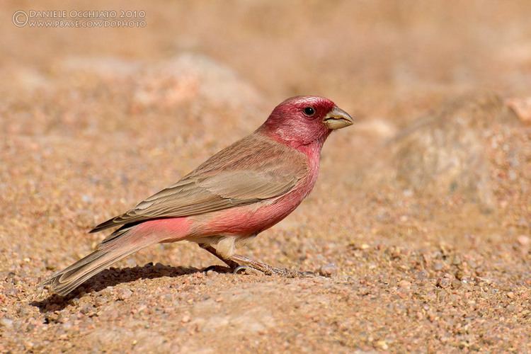 Sinai rosefinch Sinai Rosefinch Carpodacus synoicus photo Daniele Occhiato