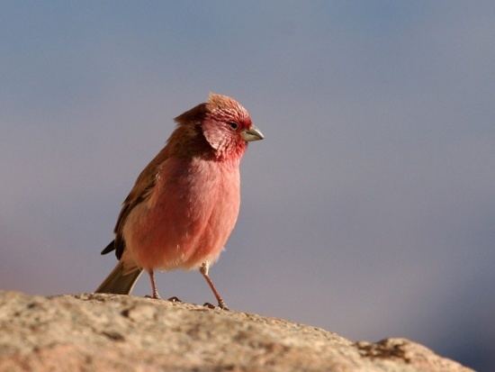 Sinai rosefinch Sinai Rosefinch BirdForum Opus