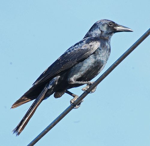 Sinaloa crow Sinaloa Crow Corvus sinaloae iNaturalistorg