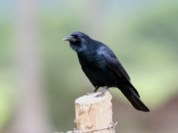 Sinaloa crow World Birds Photo Gallery Sinaloa Crow