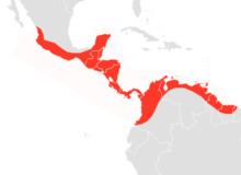 Sinaloan mastiff bat httpsuploadwikimediaorgwikipediacommonsthu