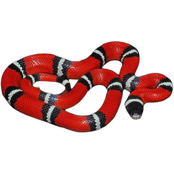 Sinaloan milk snake Buy Sinaloan Milk Snakes Online For Sale with Same Day Shipping