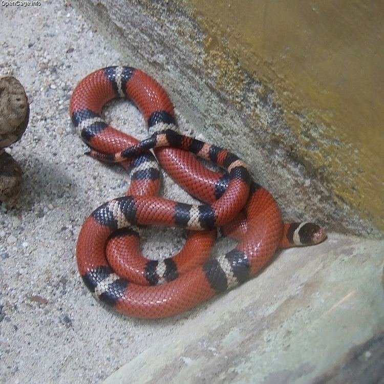 Sinaloan milk snake opencageinfopicsfiles8008202jpg