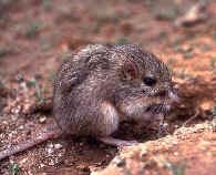 Sinaloan pocket mouse