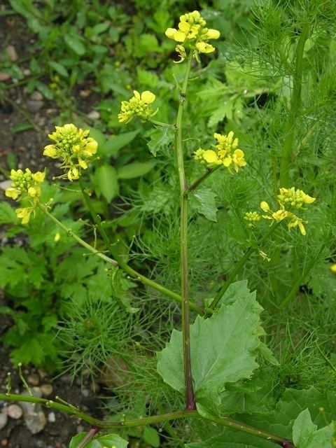 Sinapis arvensis Sinapis arvensis Charlock mustard Brassica kaber