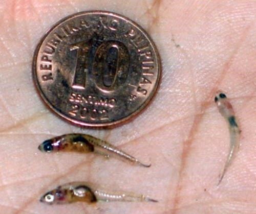 Sinarapan Naturalist39s World Dr Abe V Rotor Sinarapan Smallest Fish