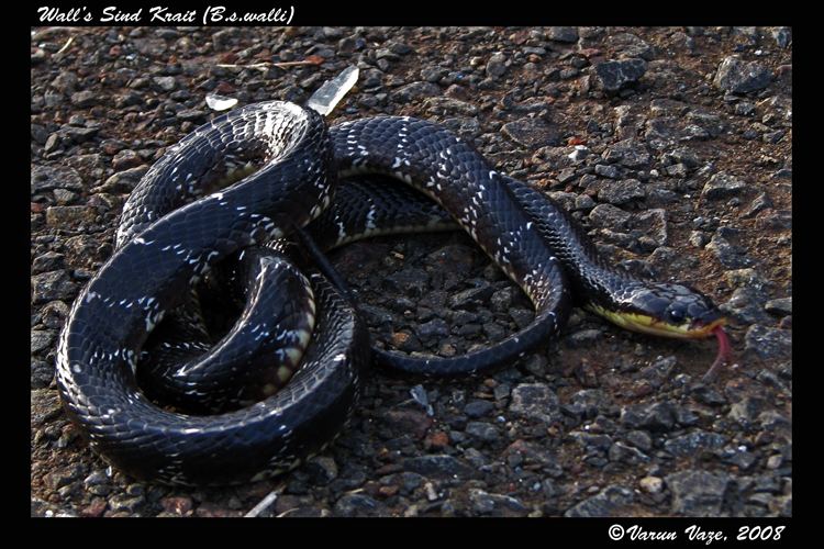 Sind Krait - Alchetron, The Free Social Encyclopedia