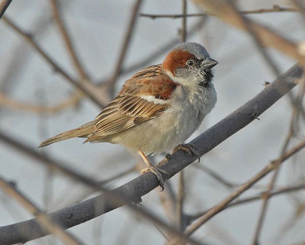 Sind sparrow Oriental Bird Club Image Database Sind Sparrow Passer pyrrhonotus