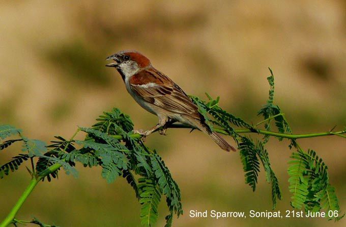 Sind sparrow delhibird The Northern India Bird Network Home