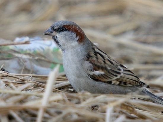 Sind sparrow Sind Sparrow BirdForum Opus