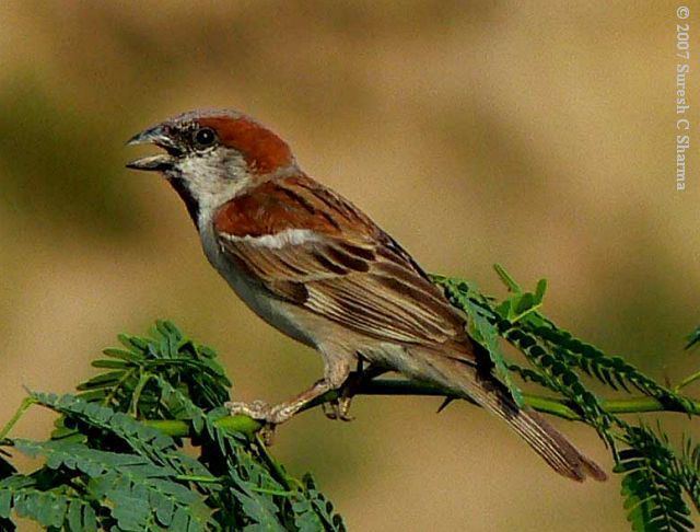 Sind sparrow orientalbirdimagesorgimagesdatasindsparrowm