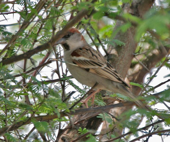 Sind sparrow Sind sparrow Wikipedia