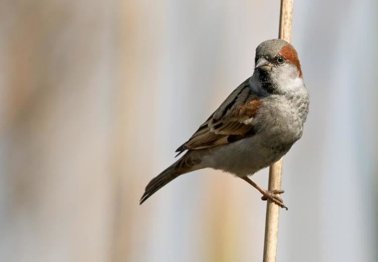 Sind sparrow Sind Sparrow Passer pyrrhonotus videos photos and sound