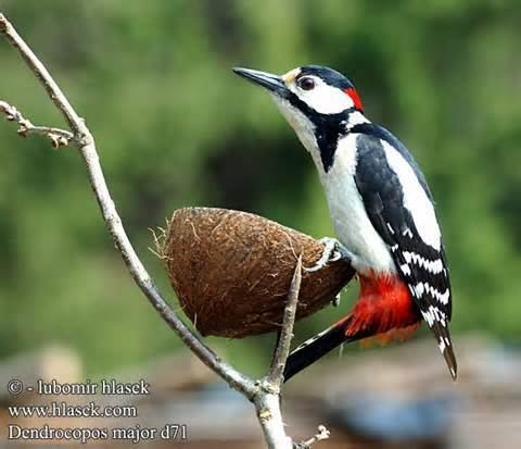 Sind woodpecker wwwtaenoscomimgITISDendrocoposassimilissind