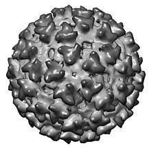 Sindbis virus httpsuploadwikimediaorgwikipediacommonsthu