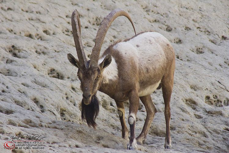 Sindh ibex ibex in kirthar national park The Sindh ibex or Turkman wi Flickr