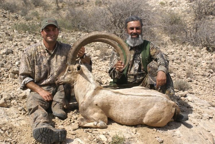 Sindh ibex Pakistan Guides big game trophy hunting markhor astor sulaiman