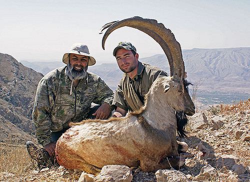 Sindh ibex Sindh Ibex Hunt in Durreji Pakistan KaiserKhan Flickr