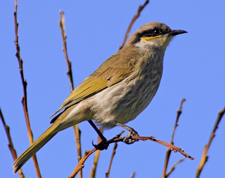 Singing honeyeater Singing Honeyeater Barwon Bluff