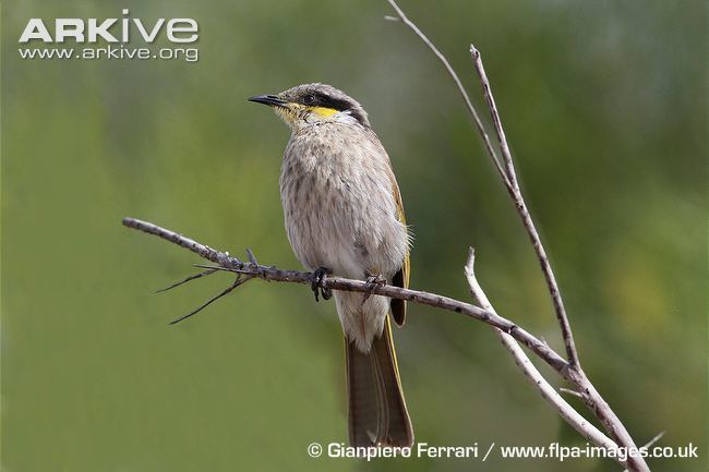 Singing honeyeater Singing honeyeater videos photos and facts Lichenostomus