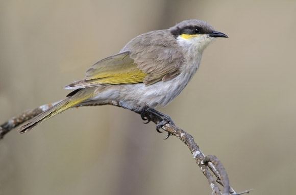 Singing honeyeater Singing Honeyeater BirdLife Australia