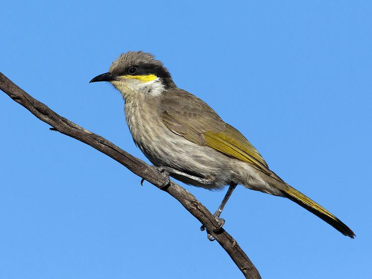 Singing honeyeater Singing honeyeater Wikipedia