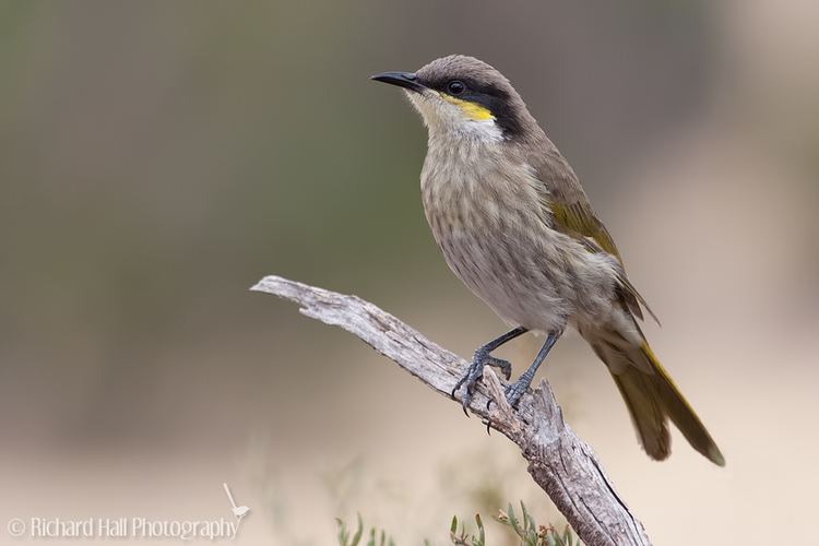 Singing honeyeater Honeyeater