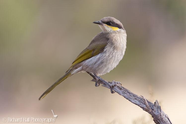 Singing honeyeater wwwrichardhallphotographycomwpcontentuploads