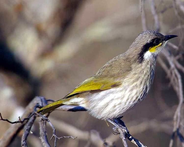 Singing honeyeater Singing Honeyeater Canberra Birds