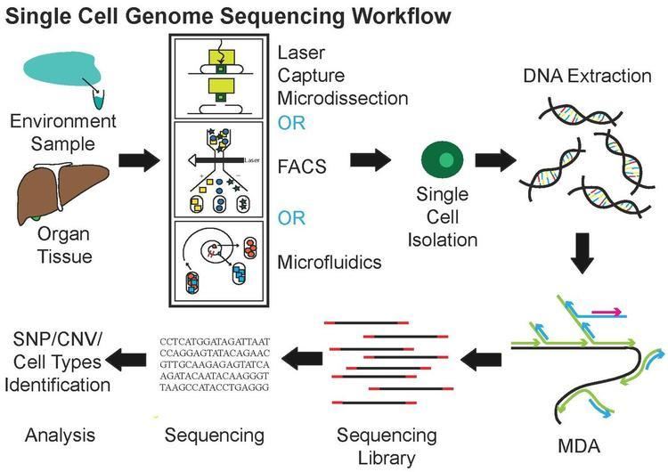 Single Cell Sequencing - Alchetron, The Free Social Encyclopedia