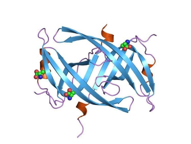 Single-stranded binding protein