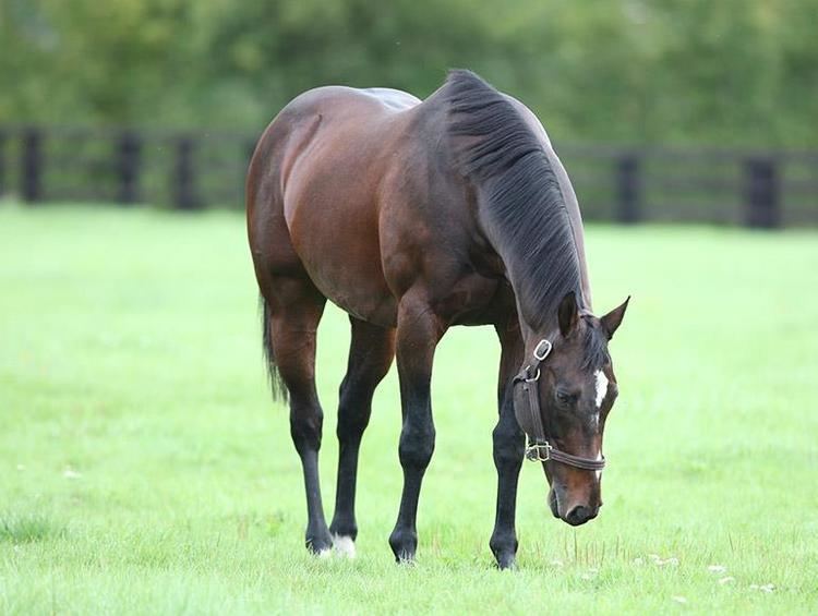Sinndar 1000 images about Thoroughbred Horse Racing on Pinterest Alphabet