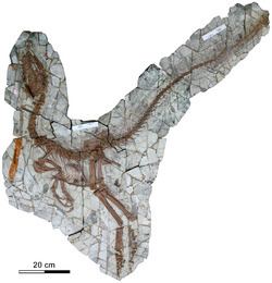Sinocalliopteryx httpsuploadwikimediaorgwikipediacommonsthu