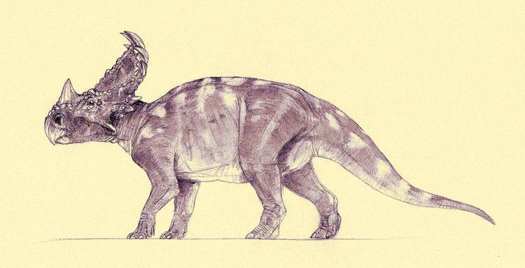 Sinoceratops Sinoceratops zhuchengensis
