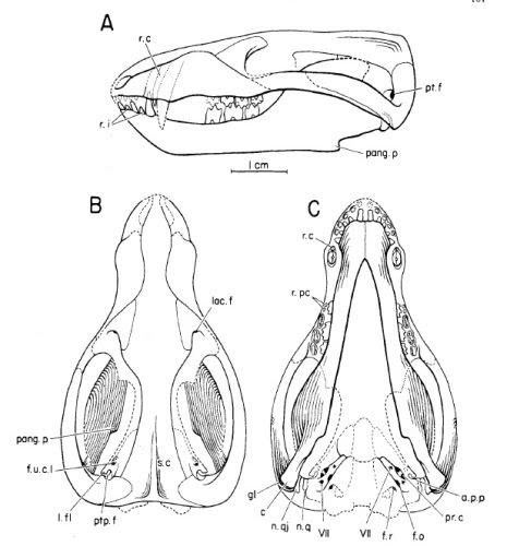 Sinoconodon Sinoconodon Palaeocritti a guide to prehistoric animals