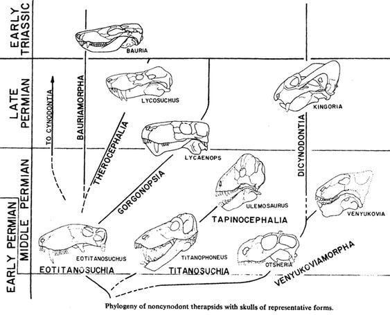 Sinoconodon Sinoconodon diagram from James A Hopson quotThe Origin and Adaptive