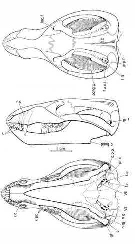 Sinoconodon Sinoconodon Docodon Amphitherium Trioracodon and Triconodon